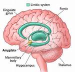 What Does Limbic Mean?
