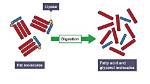 What Does Lipase Do