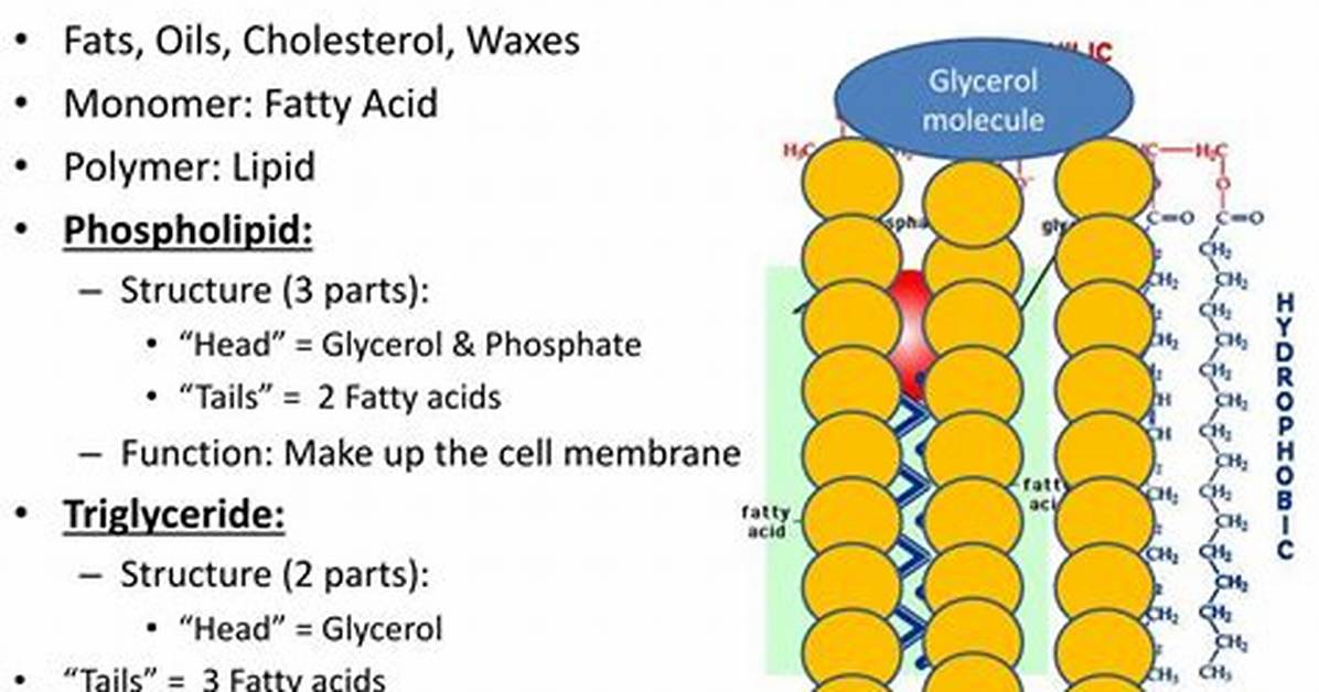 What Does Lipid Do?