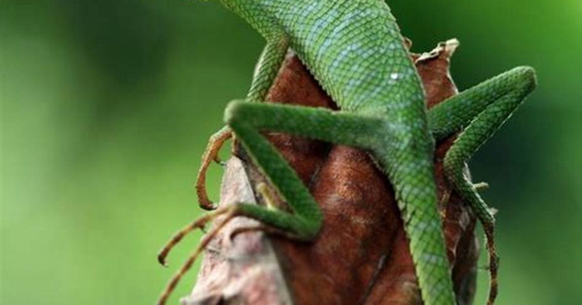 What Does Lizard Mean?