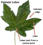 What Does Lobed Leaf Mean