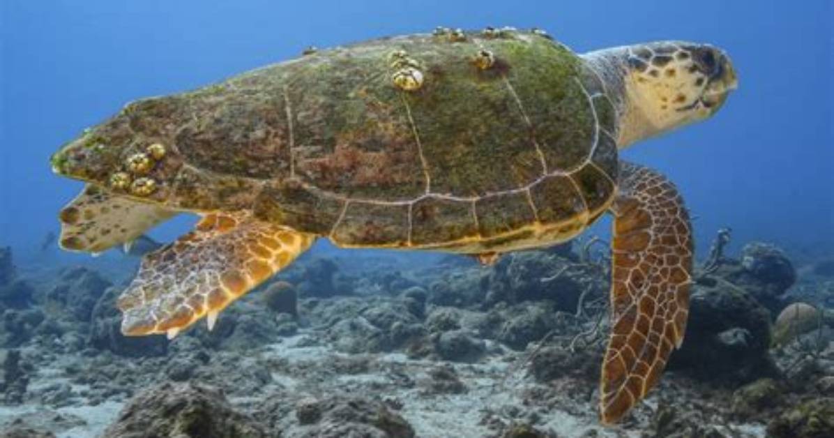 What Does Loggerhead Mean?