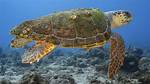What Does Loggerhead Mean?