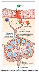 What Does Lymphogenous Mean?