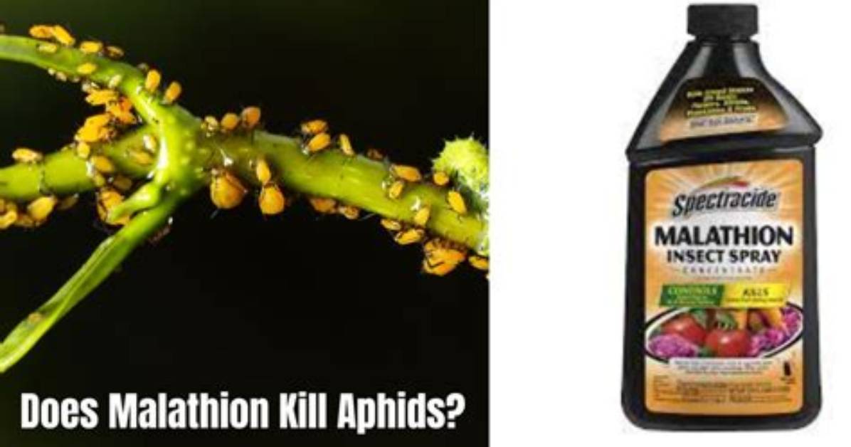 What Does Malathion Kill?