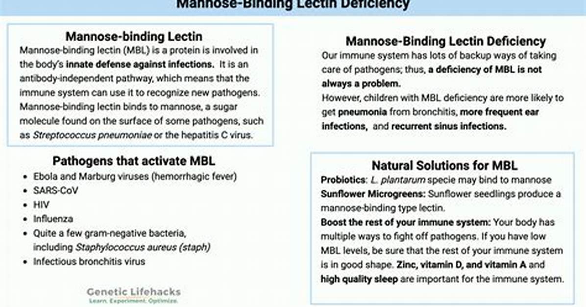 What Does Mannose Binding Lectin Do?