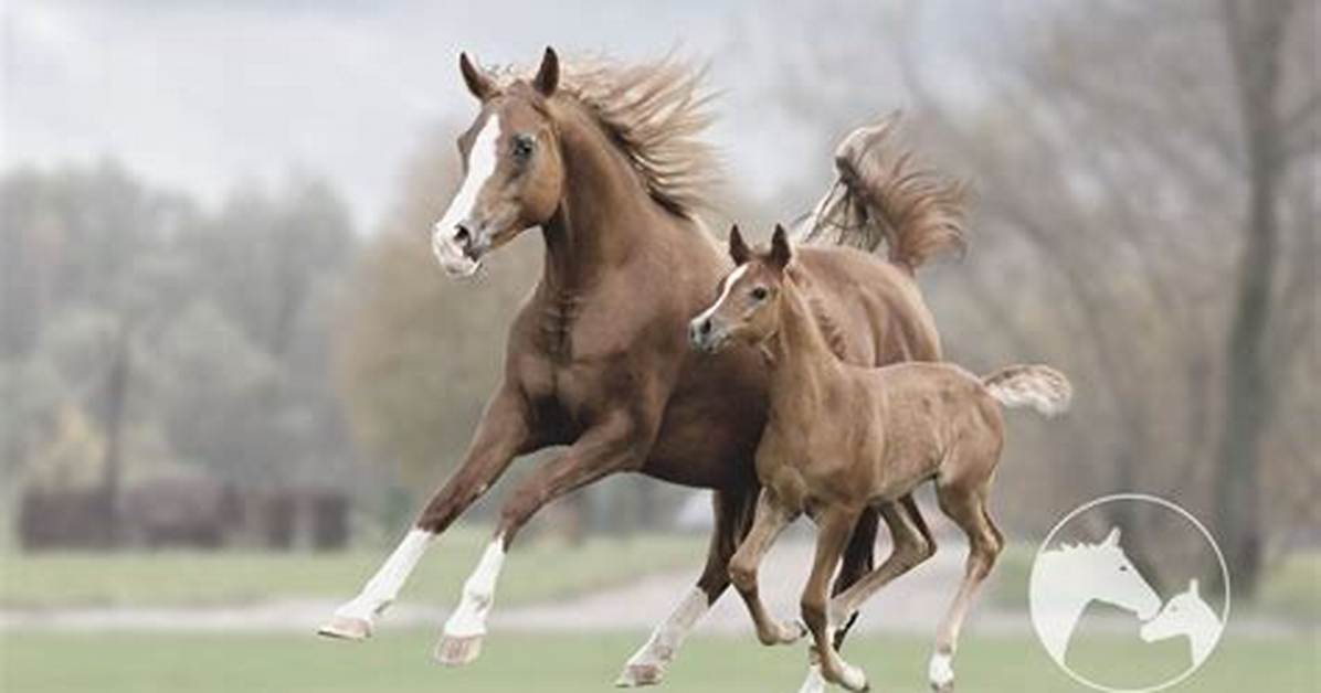 What Does Mare Mean