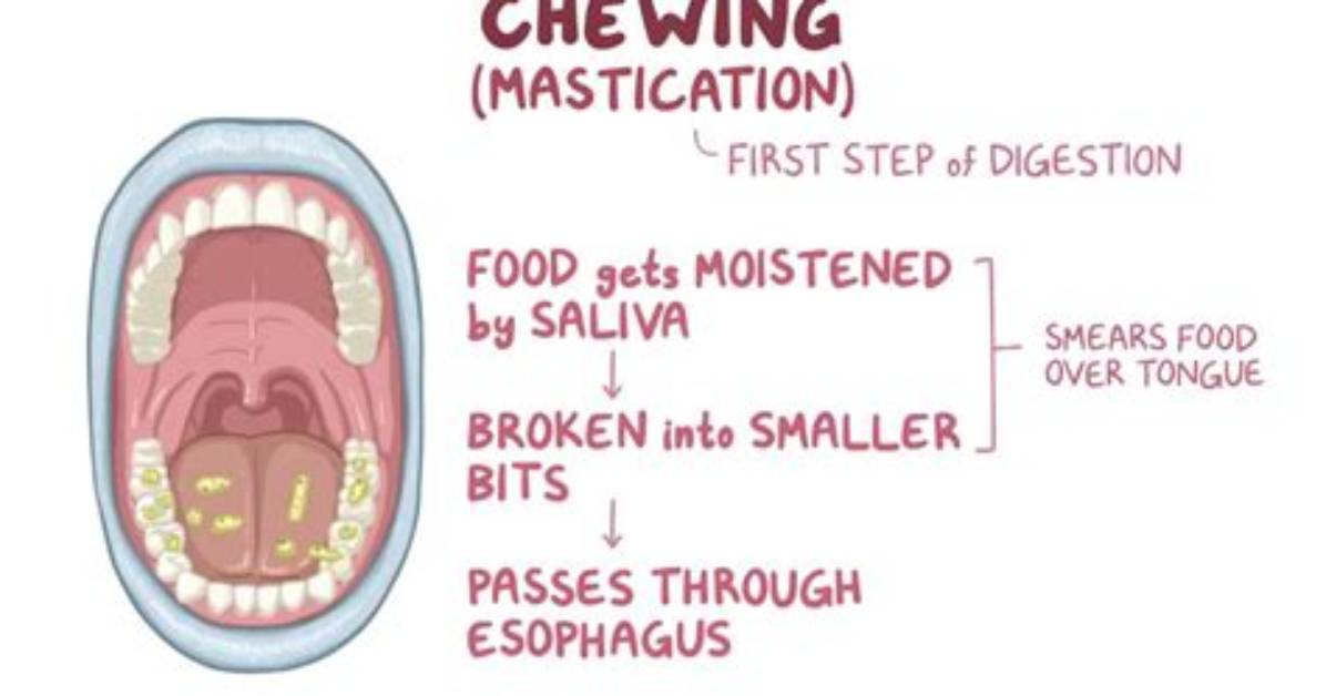 What Does Masticate Mean?