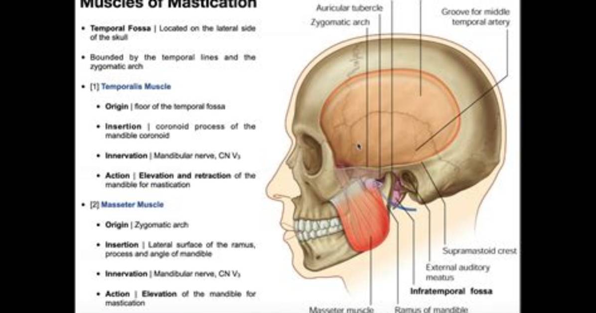 What Does Mastication Mean?