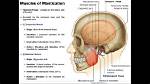 What Does Mastication Mean?