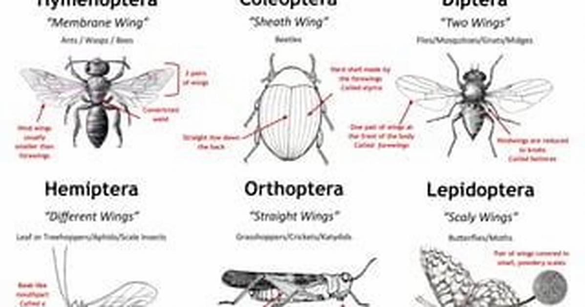 What Does Mecoptera Mean?