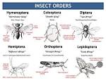 What Does Mecoptera Mean?