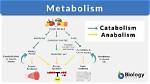 What Does Metabolize Mean?