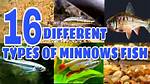 What Does Minnow Mean?