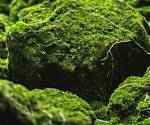 What Does Moss Symbolize