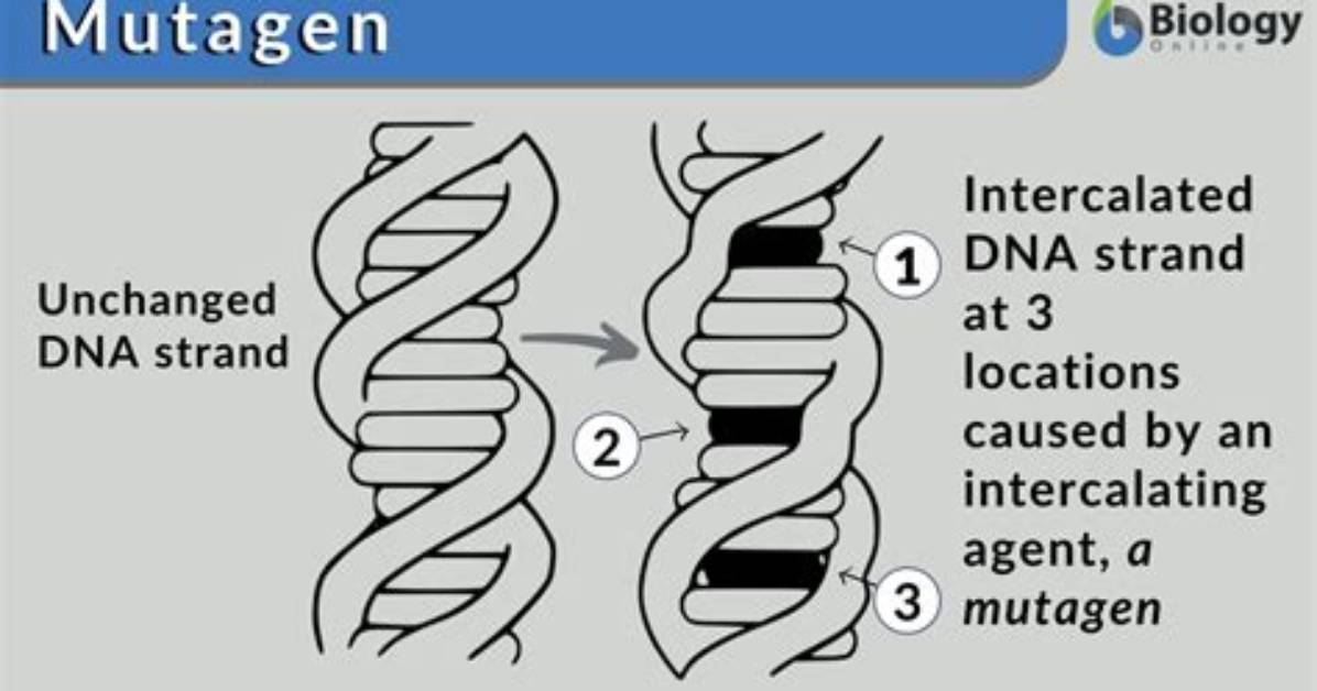 What Does Mutagenic Mean?