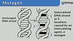 What Does Mutagenic Mean?