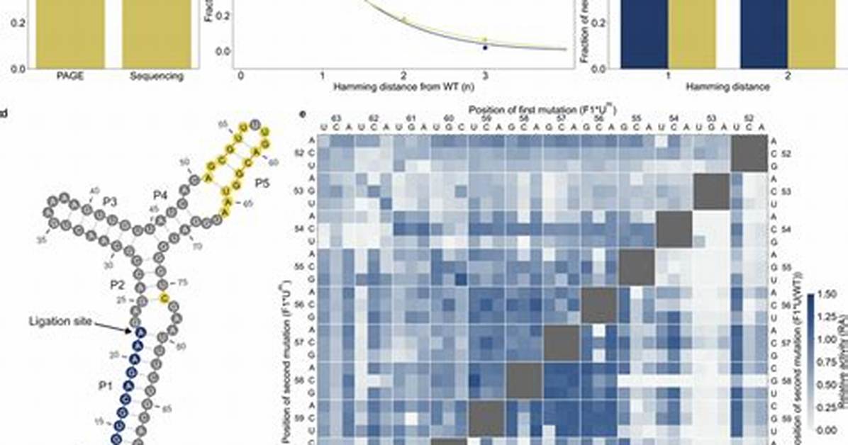 What Does Mutationally Mean?