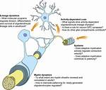 What Does Myelination Do