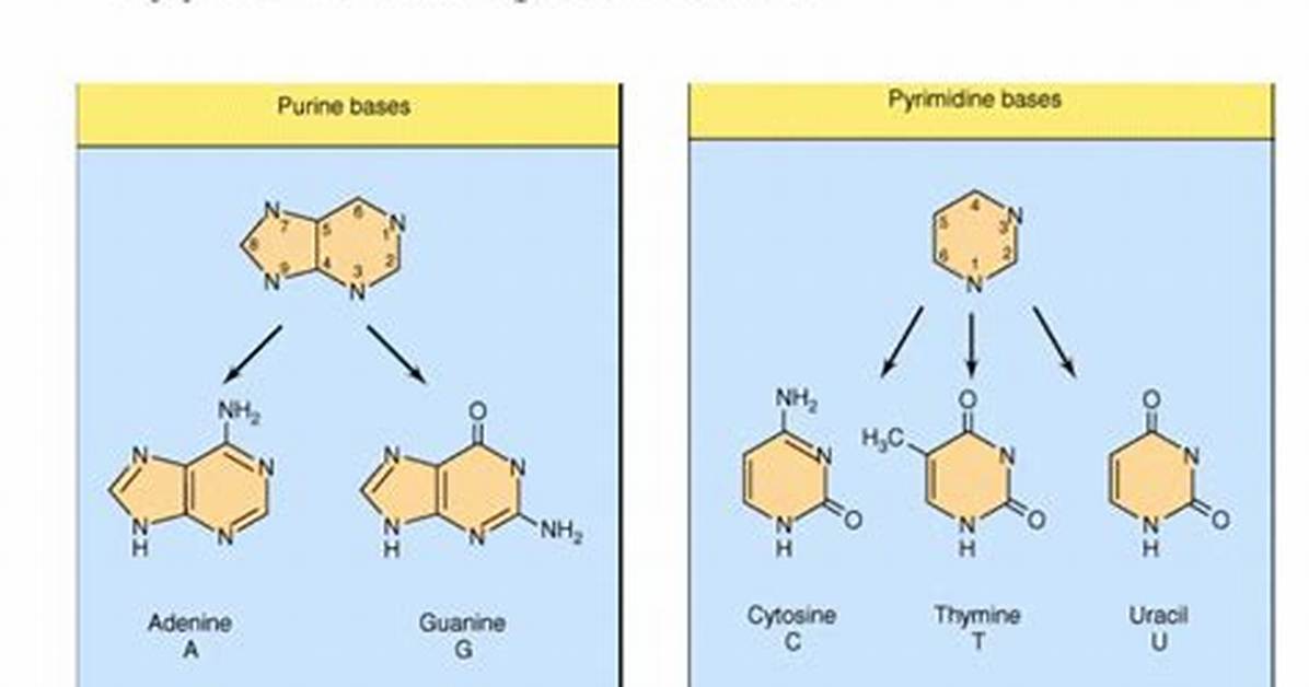 What Does Nitrogen Base Mean?