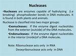 What Does Nucleases Digest?