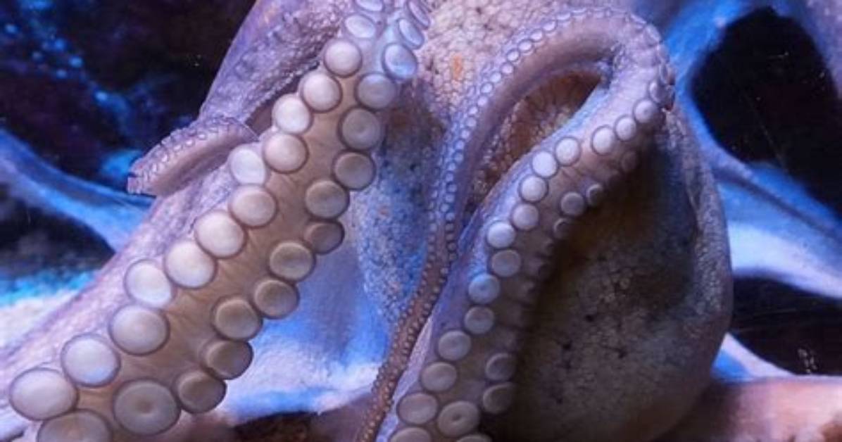 What Does Octopus Mean?