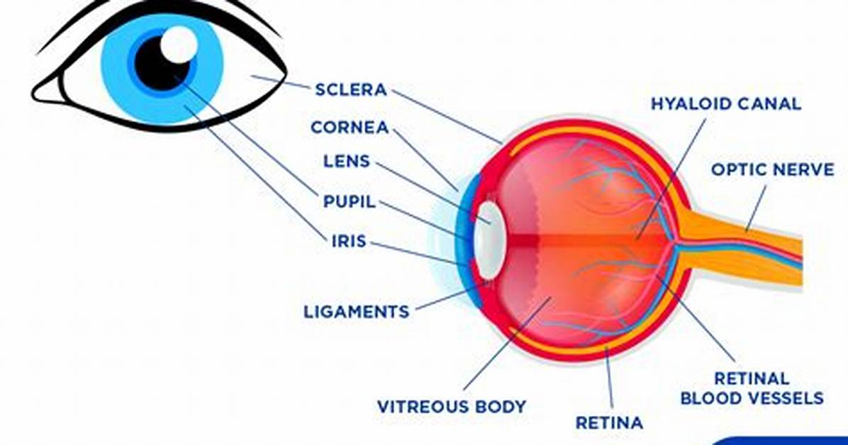 What Does Ocular Mean?