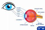 What Does Ocular Mean?