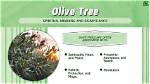 What Does Olive Symbolize