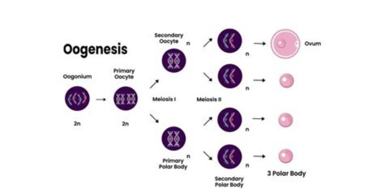 What Does Oogenesis Mean?