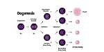 What Does Oogenesis Mean?