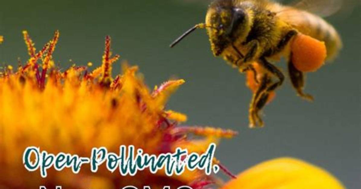 What Does Open Pollinated Mean
