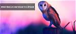 What Does Ornithophile Mean?