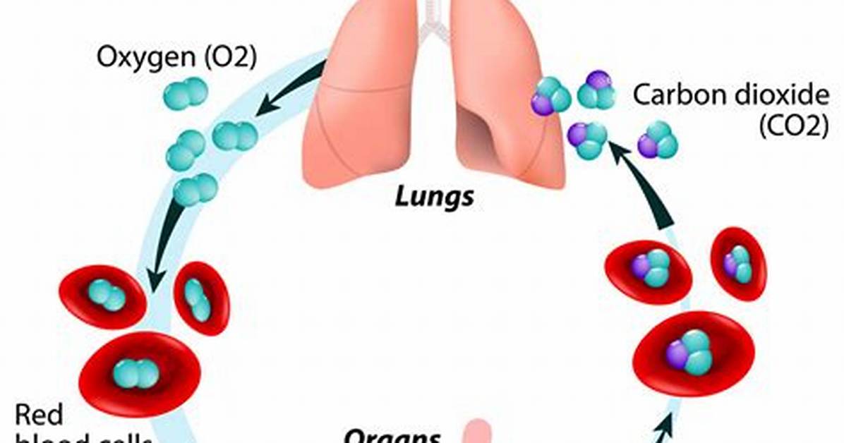 What Does Oxygen Do?