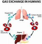 What Does Oxygen Do?