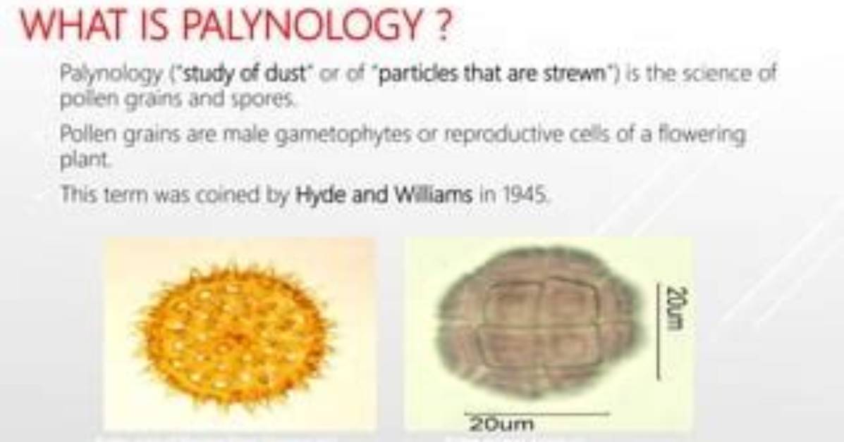 What Does Palynology Study?
