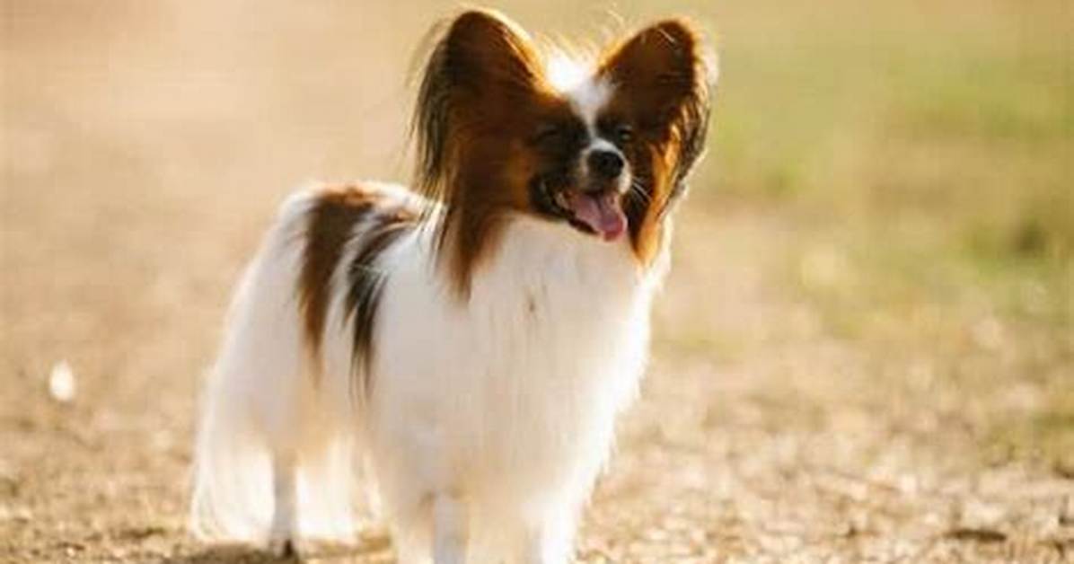 What Does Papillon Mean?