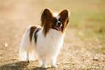 What Does Papillon Mean?