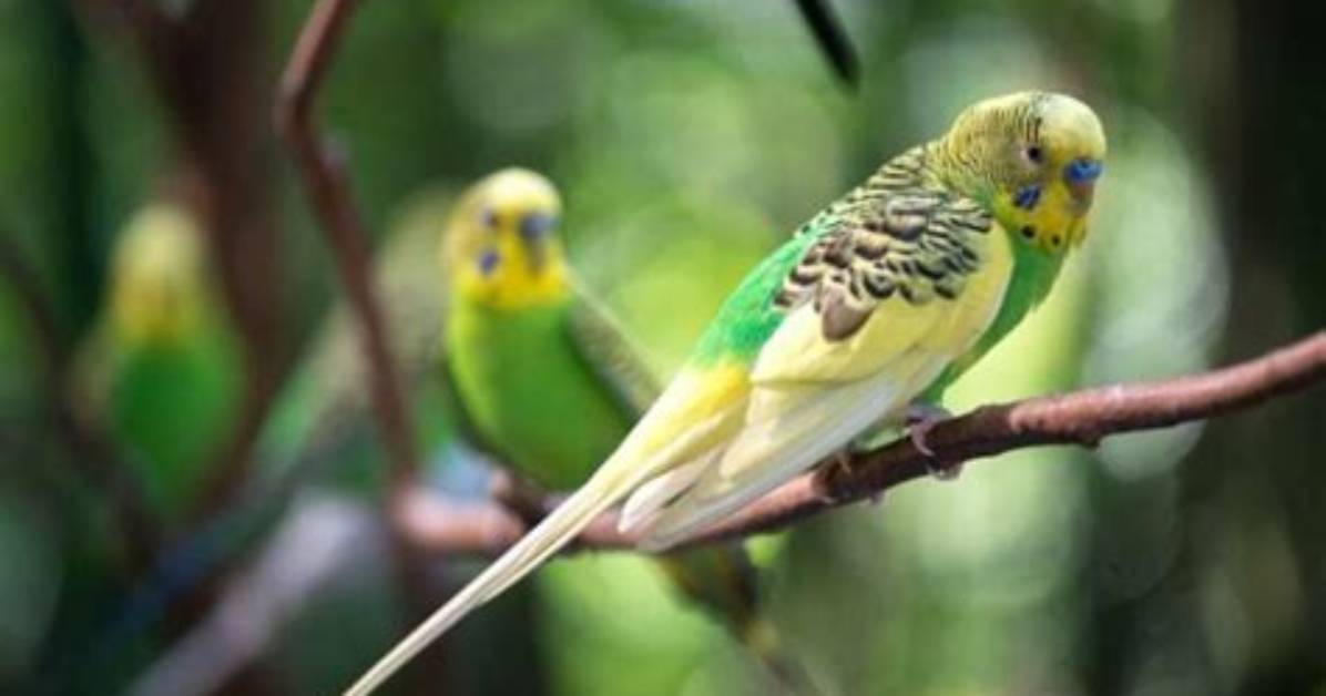 What Does Parakeet Mean?