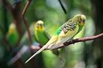 What Does Parakeet Mean?