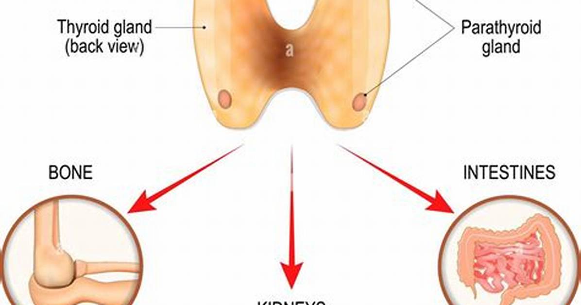 What Does Parathormone Do?