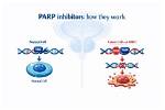 What Does Parp Mean?