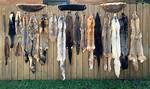What Does Pelts Mean?