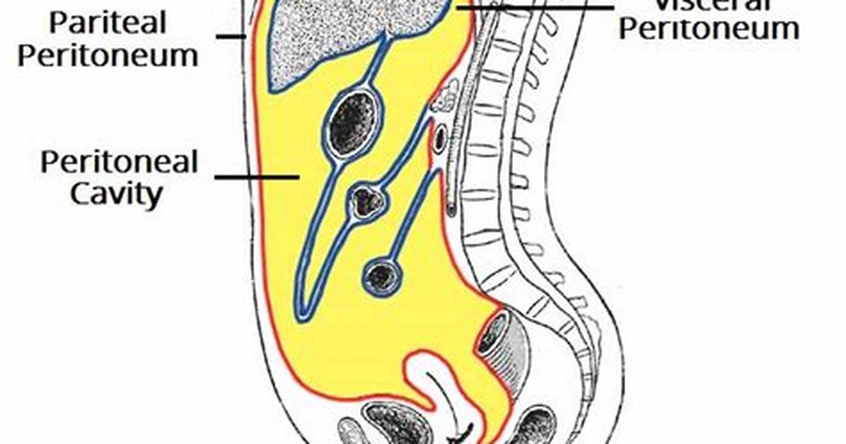 What Does Peritoneal Mean?