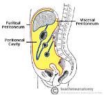 What Does Peritoneal Mean?