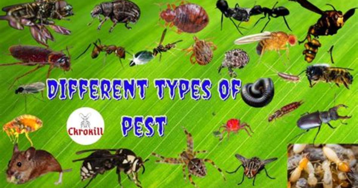 What Does Pests Mean?