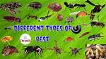 What Does Pests Mean?