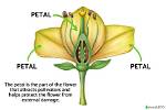 What Does Petal Mean?