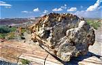 What Does Petrified Mean?