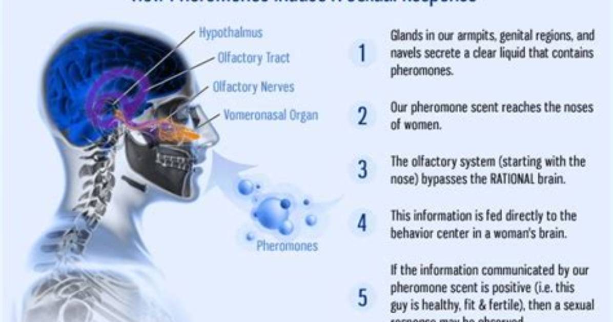 What Does Pheromones Mean?